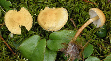 Cystoderma amianthinum var. amianthinum.